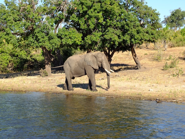 elefante sulla costa del fiume Zambesi, Botswana, Africa