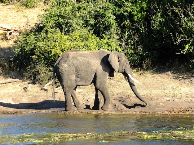 elefante sulla costa del fiume Zambesi, Botswana, Africa