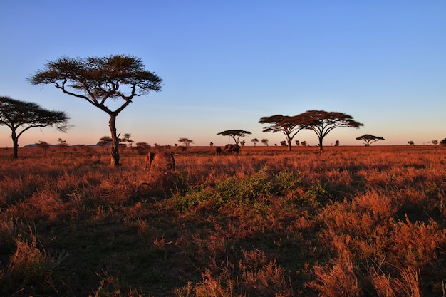 Elefante sulla savana in Kenia e Tanzania, Africa