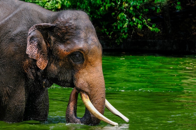 Elefante tailandese e asiatico che gioca nell'acqua