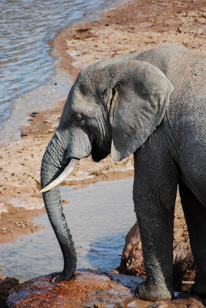 Elefante vicino al fiume