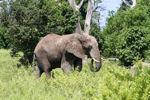 Elefante