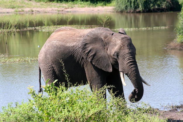 elefante