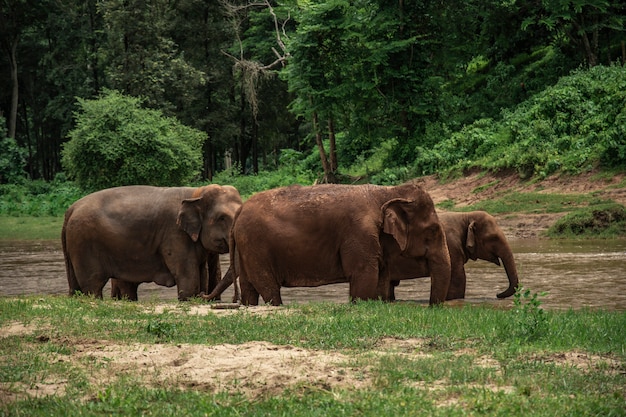 Elefanti a Chiang Mai. Parco naturale dell'elefante, Tailandia