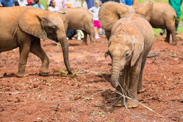 Elefanti a Nairobi in Kenya