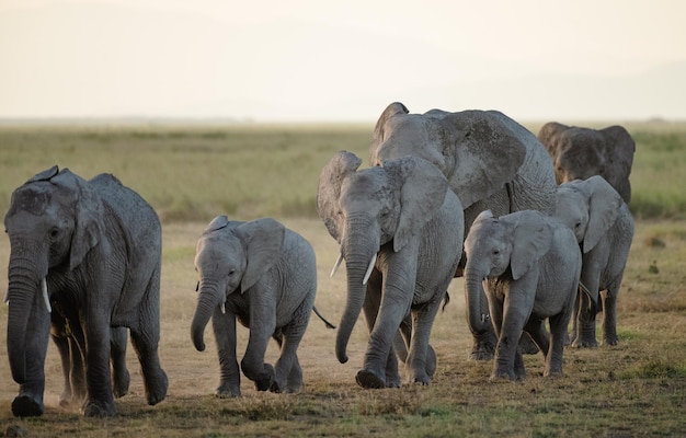 Elefanti africani all'alba nel Parco nazionale di Amboseli, in Kenya