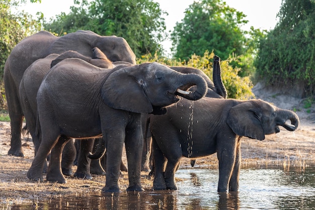 Elefanti africani che bevono alla pozza d'acqua Chobe National Park Botswana