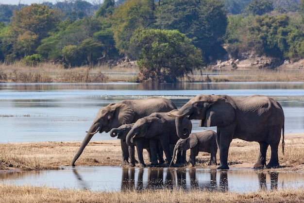 Elefanti africani Fiume Chobe Botswana