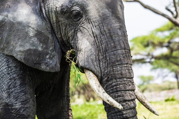 Elefanti africani nel Parco Nazionale del Tarangire, Tanzania. Primo piano della testa dell'elefante africano