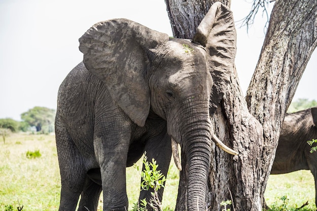 Elefanti africani nel Parco Nazionale del Tarangire, Tanzania. Primo piano della testa dell'elefante africano