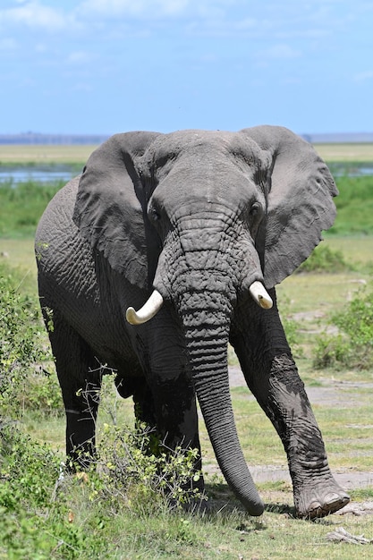 Elefanti africani nel Parco Nazionale del Tarangire, Tanzania