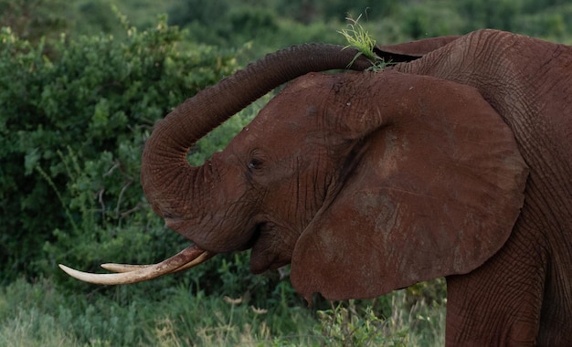 Elefanti africani nel Parco Nazionale del Tarangire, Tanzania