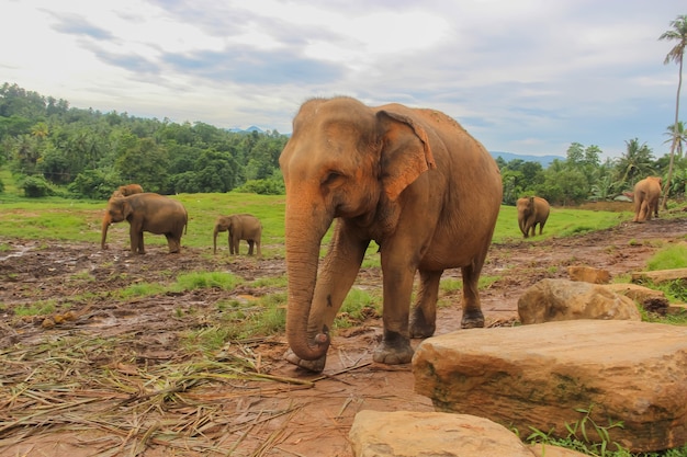 Elefanti al rifugio Pinnawella in Sri Lanka. Il mondo animale dello Sri Lanka. Fotografia di elefanti.