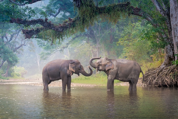 Elefanti asiatici in una foresta profonda del fiume naturale alla Tailandia