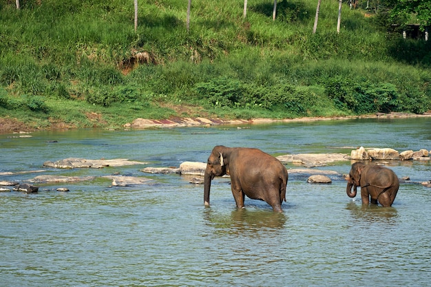 Elefanti che bagnano nel fiume della giungla dello Sri Lanka