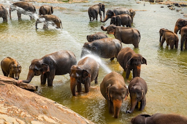 Elefanti fare il bagno nel fiume Pinnawala Elephant Orphanage Sri Lanka