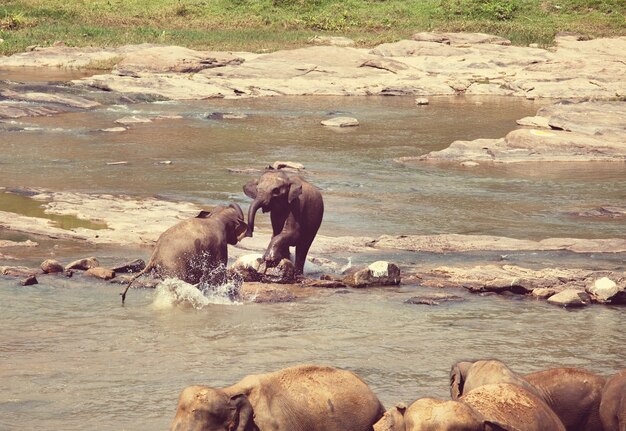 Elefanti in Sri Lanka