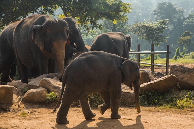 Elefanti indiani al Santuario di Pinavella