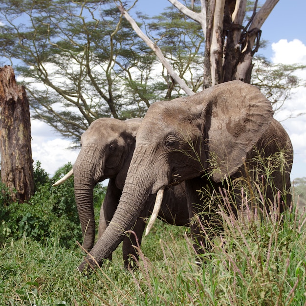 Elefanti nel Parco Nazionale del Serengeti