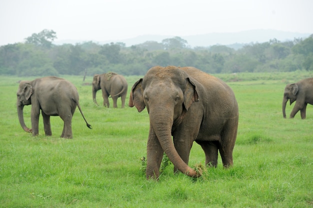 Elefanti nel Parco Nazionale dello Sri Lanka