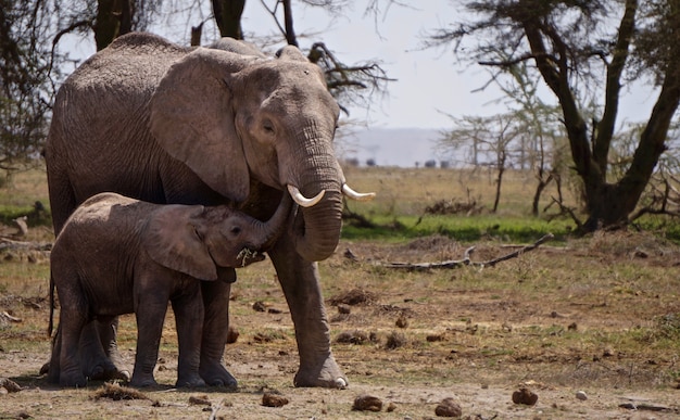 Elefanti nel Parco Nazionale di Amboseli - Kenya