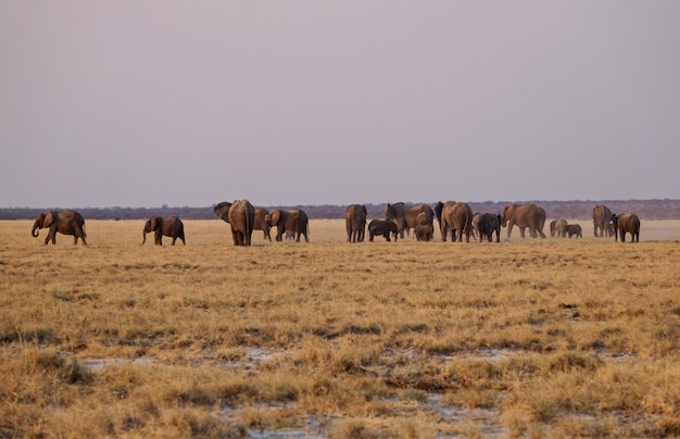 Elefanti nel parco nazionale di Etosha - Namibia