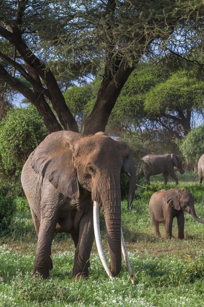 Elefanti nella palude verde in Kenya