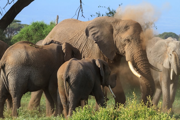 Elefanti nella palude verde in Kenya