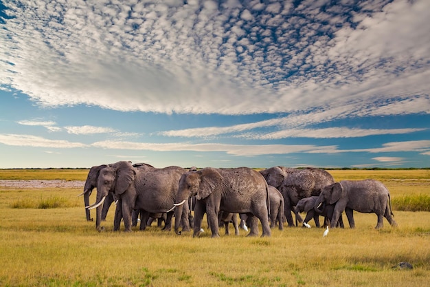 Elefanti nella savana africana al tramonto