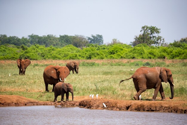 Elefanti rossi sulla pozza d'acqua nella savana