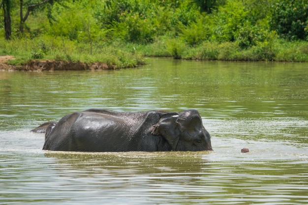 Elefanti selvaggi al parco nazionale di Udawalawa Yala nello Sri Lanka