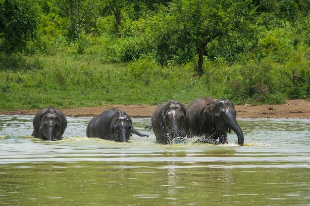 Elefanti selvaggi al parco nazionale di Udawalawa Yala nello Sri Lanka