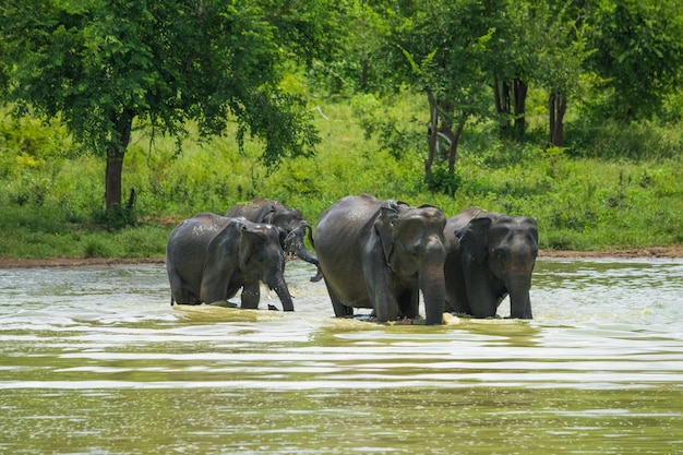 Elefanti selvaggi al parco nazionale di Udawalawa Yala nello Sri Lanka