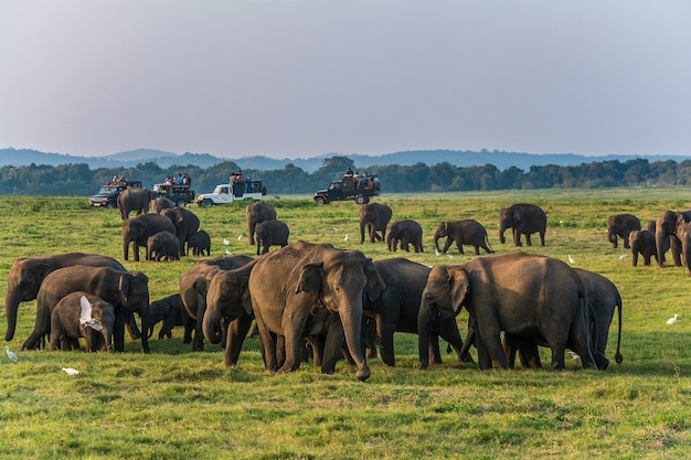 Elefanti selvaggi e safari a Kaudulla, Minneriya nello Sri Lanka