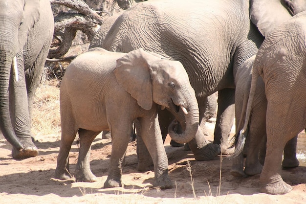 Elefanti sudafricani in una foresta