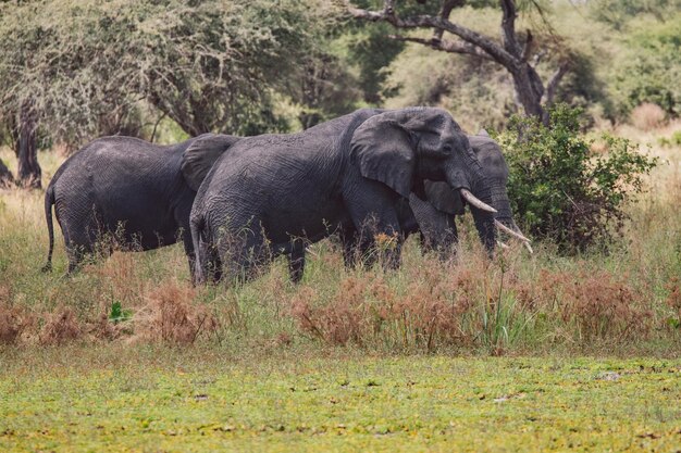 Elefanti sul campo