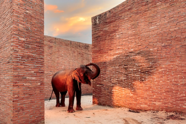 Elefanti tailandesi che camminano all'Elephant Learning Center; Provincia di Surin; Tailandia