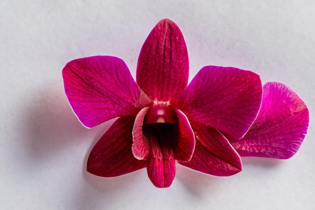 Elegante bellezza orchidea rossa su carta bianca