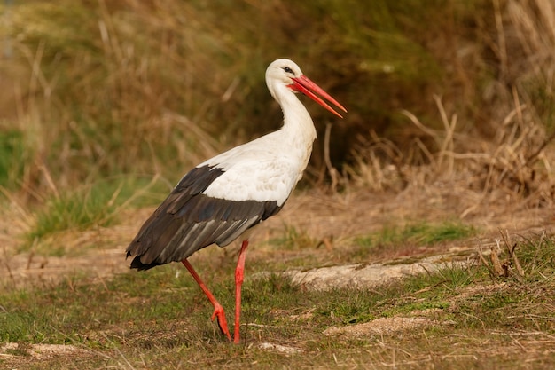 Elegante cicogna bianca