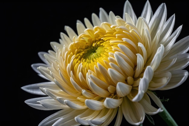 Elegante crisantemo bianco su uno sfondo scuro