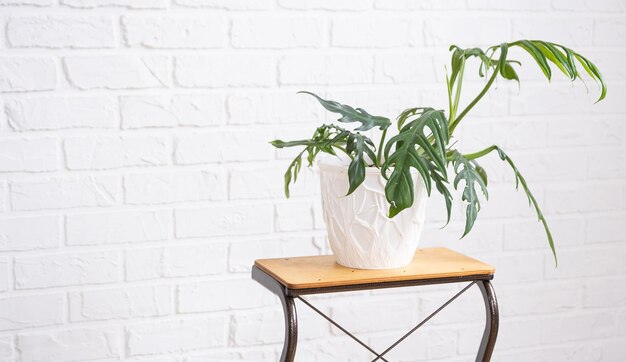 Elegante filodendro con foglie intagliate su un supporto interno su muro di mattoni bianchi Piante da appartamento in vaso cura e coltivazione di decorazioni per la casa verde