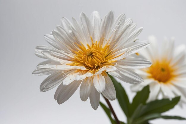 Elegante fiore bianco con delicati petali