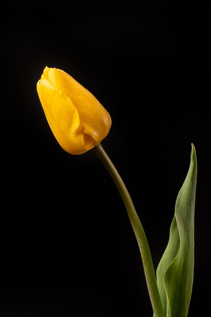 Elegante fiore di tulipano giallo su sfondo scuro