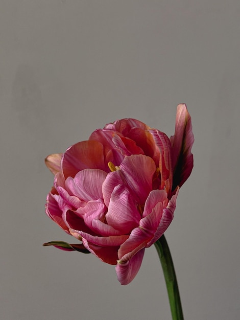 Elegante fiore still life composizione artistica lunatica Bellissimo tulipano rosa su sfondo grigio Carta da parati verticale floreale stupefacente