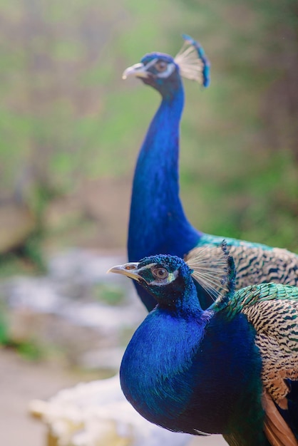 Elegante pavone di uccelli blu e verdi sullo sfondo della natura