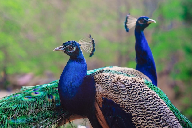 Elegante pavone di uccelli blu e verdi sullo sfondo della natura