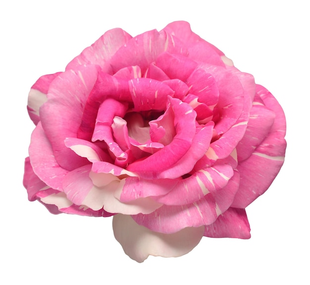 Elegante rosa rosa isolato su uno sfondo bianco Bella testa di fiori Primavera estate Giardino decorazione paesaggistica Disposizione floristica floreale