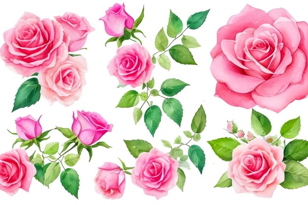 Elegante set floreale Colorata rosa rosa collezione floreale con foglie e fiori disegno acquerello