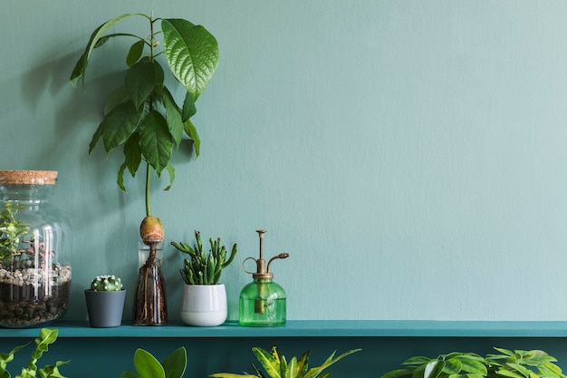 Elegante soggiorno interno con bellissime piante in diversi hipster e vasi di design sullo scaffale verde. Parete verde. Concetto moderno e floreale della giungla del giardino di casa. Copia spazio.