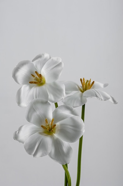 Elegante tulipano insolito Un tulipano aperto Primavera sfondo bianco per il testo